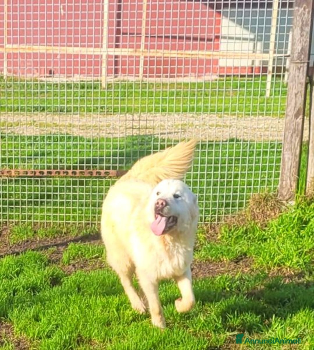 Pastore Maremmano cani in regalo: Lucius, cucciolone di pastore maremmano - Annuncio 4