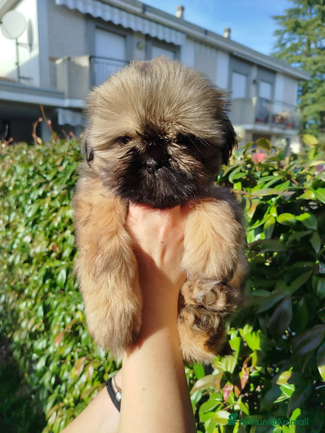 Shih Tzu cani in vendita: Ultima cucciola disponibile  a Provincia di Rieti - Annuncio 3