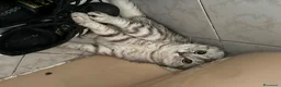Scottish gatti in vendita: Gattino in vendita - Annuncio 4