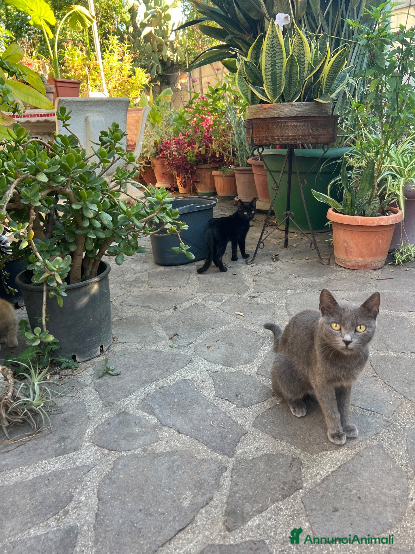 Altre razze gatti Bellissimo gatto grigio cerca casa ❤️ - Annuncio 32