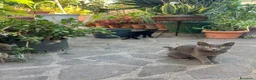 Altre razze gatti in regalo: Bellissimo gatto grigio cerca casa ❤️ - Annuncio 1
