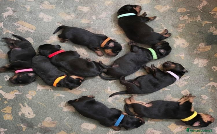 Rottweiler cani a Provincia di Latina - Annuncio 1