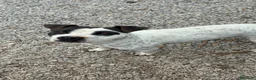 Altre razze cani in regalo: Desy, 2 anni, dolcissima, 15 chili  - Annuncio 3