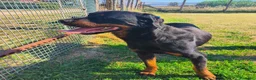 Rottweiler cani in regalo: ADAMO, splendido Rottweiler - Annuncio 7