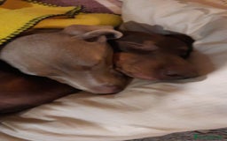 Bassotto cani per accoppiamento: Fergus e Dante cercano fidanzata 🌸 a Provincia di Pavia - Immagine 3
