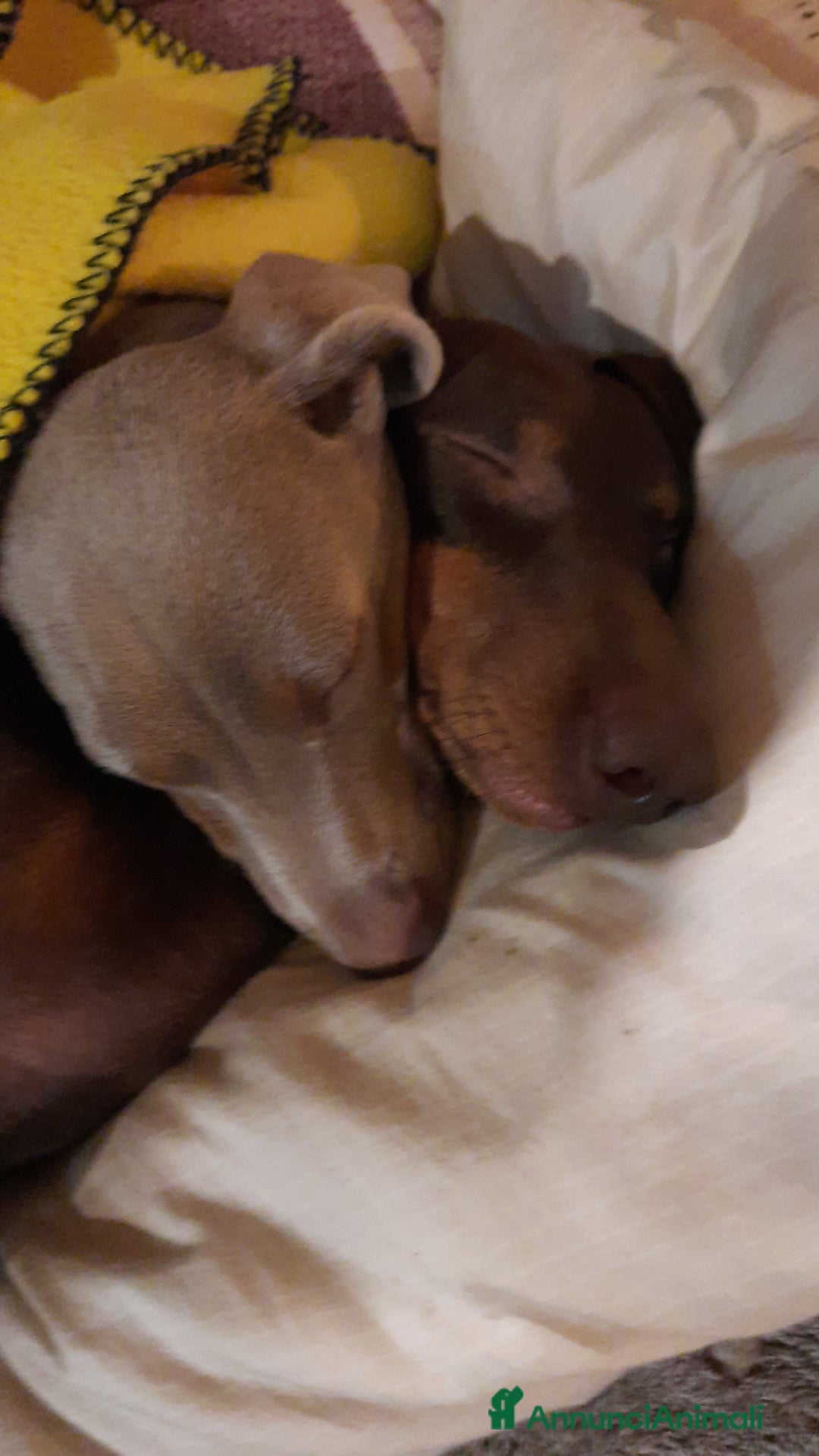 Bassotto cani per accoppiamento: Fergus e Dante cercano fidanzata 🌸 a Provincia di Pavia - Immagine 3