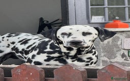 Dalmata cani per accoppiamento: Dalmata maschio per accoppiamento a Provincia di Viterbo - Immagine 1