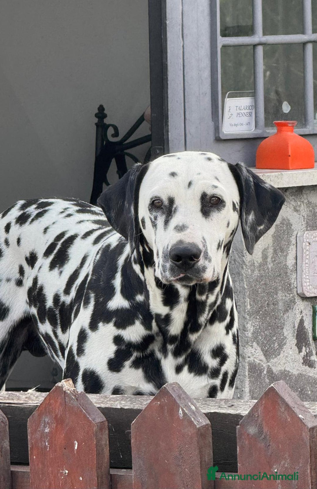 Dalmata cani per accoppiamento: Dalmata maschio per accoppiamento a Provincia di Viterbo - Immagine 1