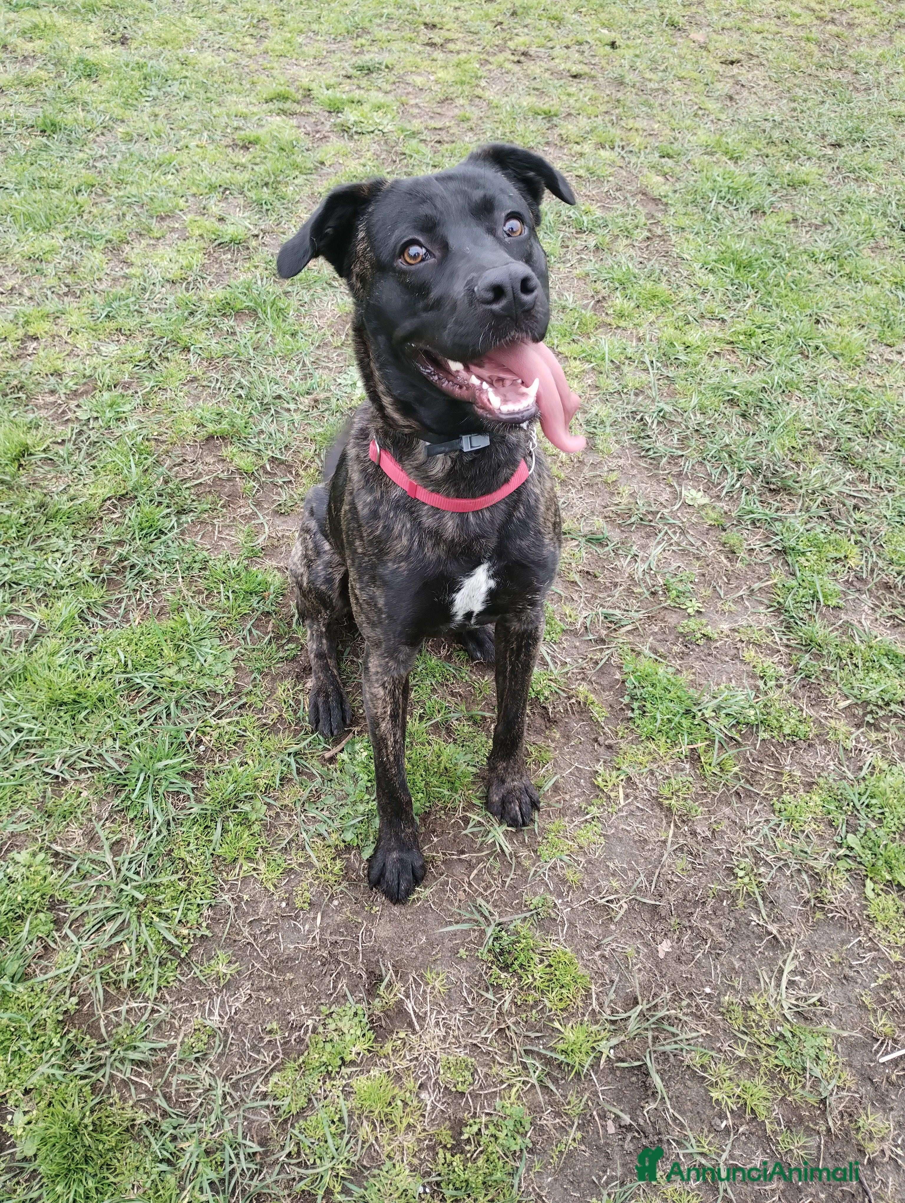 Meticcio cani Cali, cucciolo di 14 mesi cerca casa  a Città metropolitana di Roma Capitale - Annuncio 31