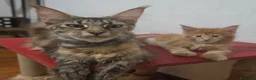 Maine Coon gatti in vendita: Cuccioli di Maine coon, vari manti  - Annuncio 15