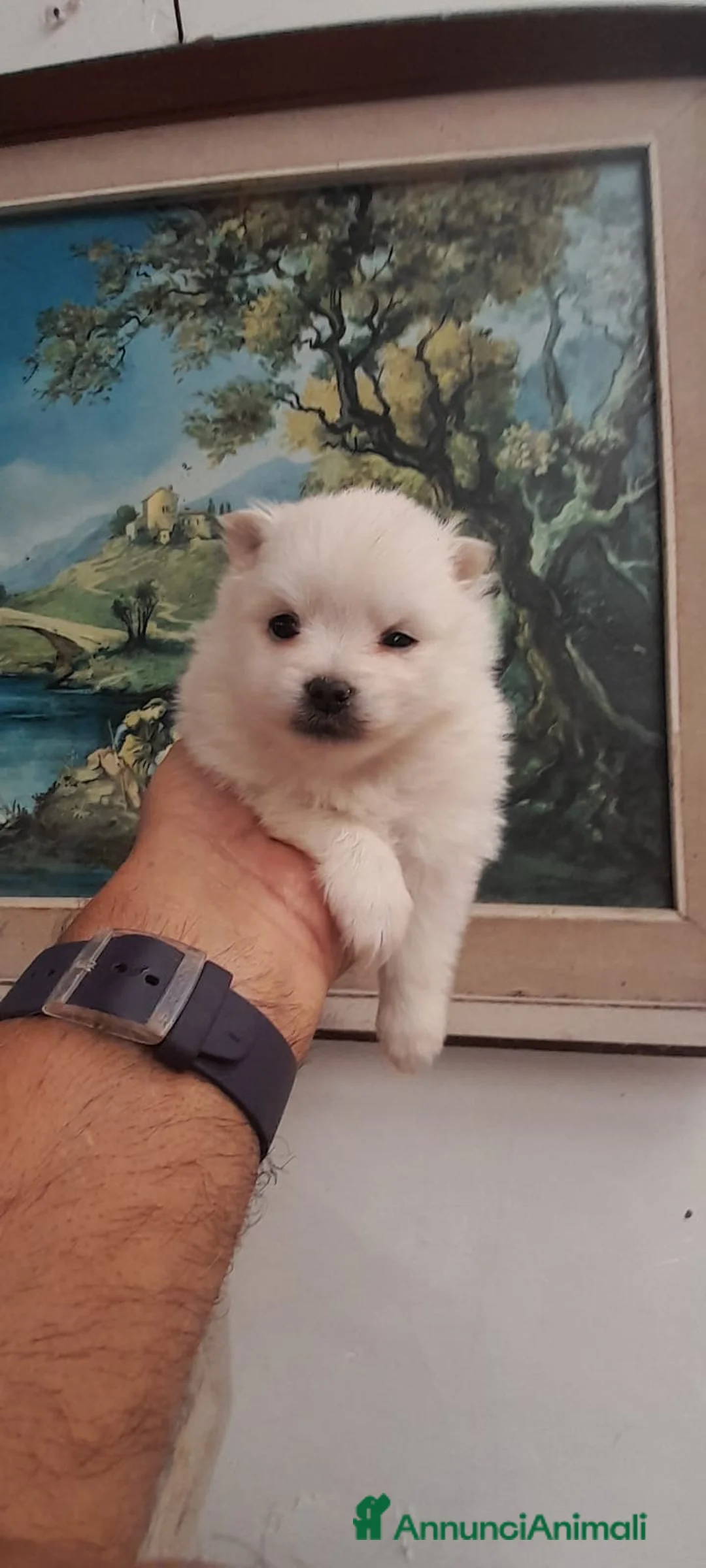 Spitz cani in vendita: Cucciolo di Spitz di Pomeranea  - Annuncio 8