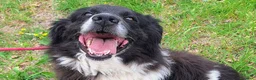Meticcio cani in regalo: Buonissimo, educato, 3 anni, 30 kg - Annuncio 2