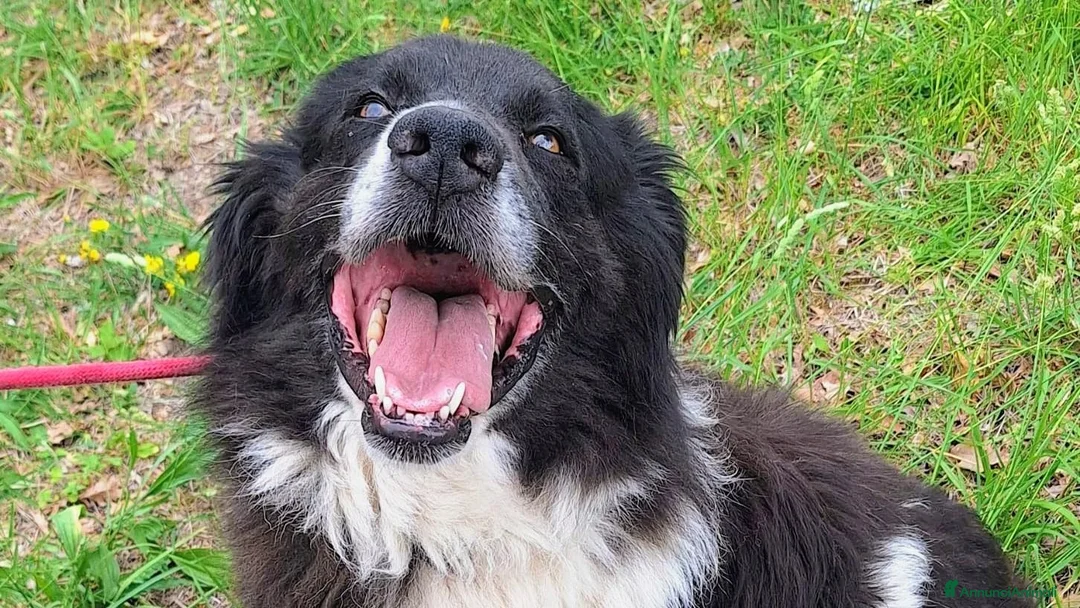 Meticcio cani in regalo: Buonissimo, educato, 3 anni, 30 kg - Annuncio 2