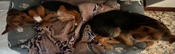 Jagdterrier cani in vendita: Vendo due cuccioli fratelli  - Annuncio 11