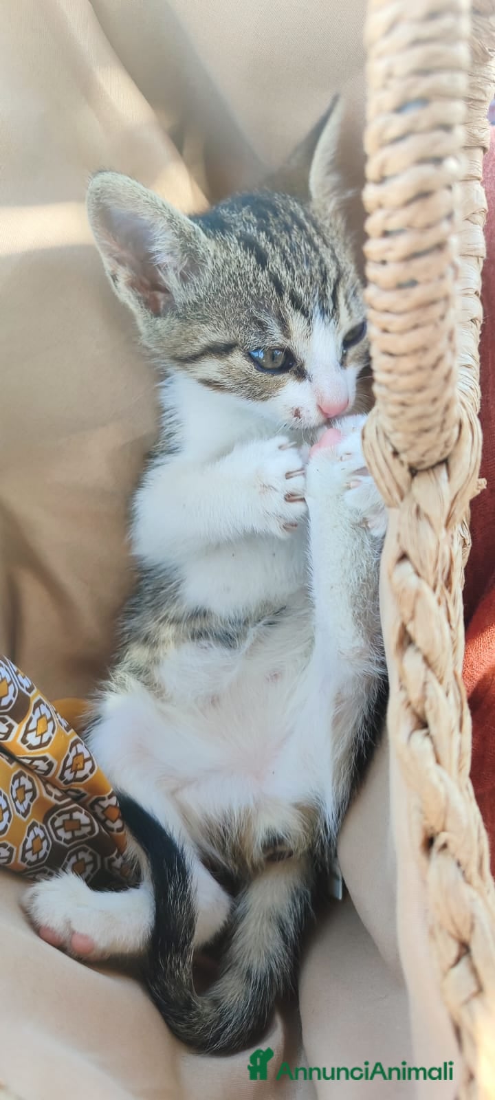 Europeo gatti 2micine 2mesi tigrate/bianche SOS MILANO - Annuncio 5