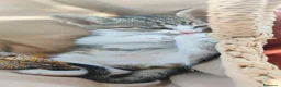 Europeo gatti in regalo: 2micine 2mesi tigrate/bianche SOS MILANO - Annuncio 1