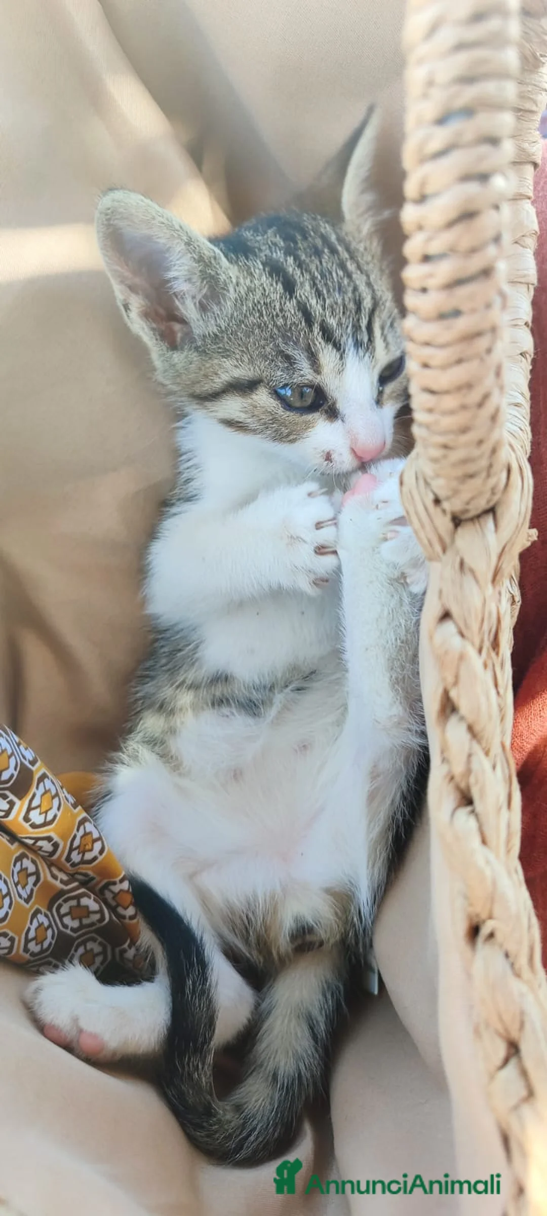 Europeo gatti in regalo: 2micine 2mesi tigrate/bianche SOS MILANO - Annuncio 1