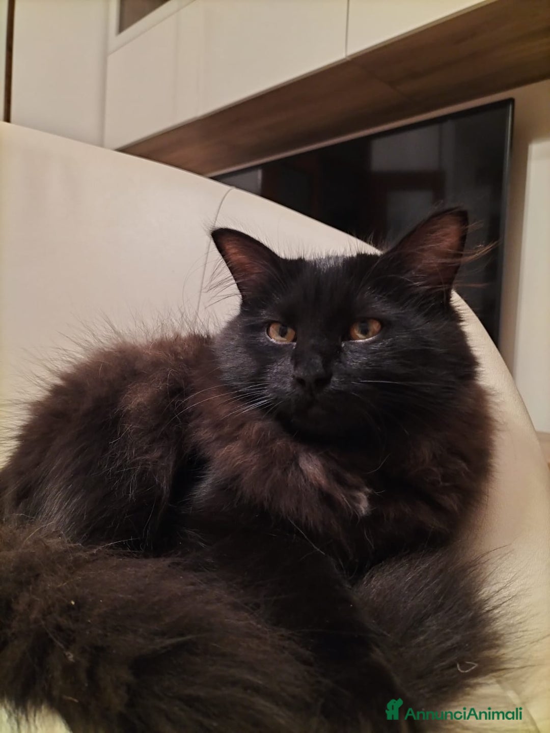 Siberiano gatti in vendita: Cuccioli gatto siberiano ipoallergenici  - Annuncio 5