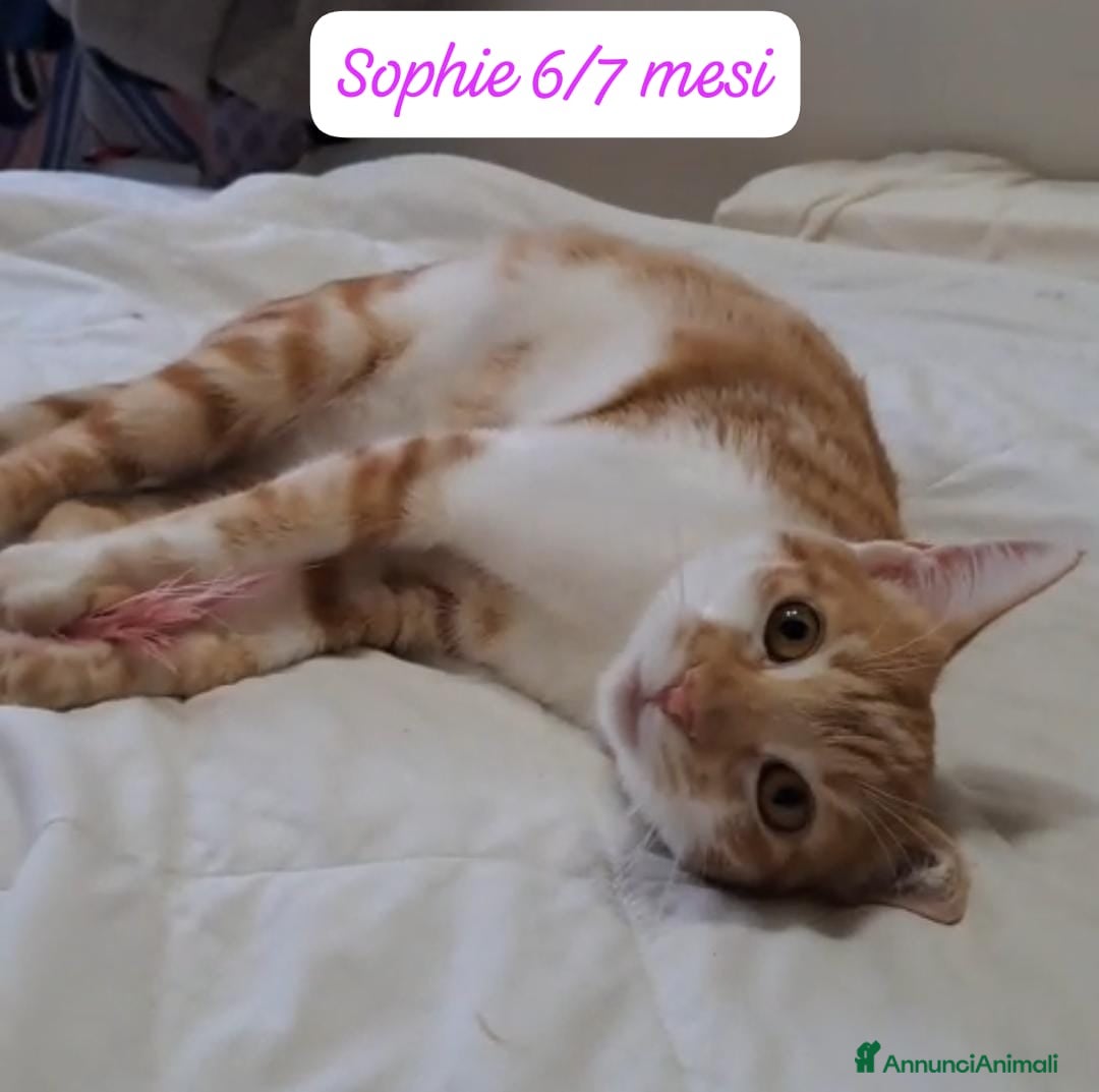 Europeo gatti in regalo: S.o.s. gattini da salvare  - Annuncio 6