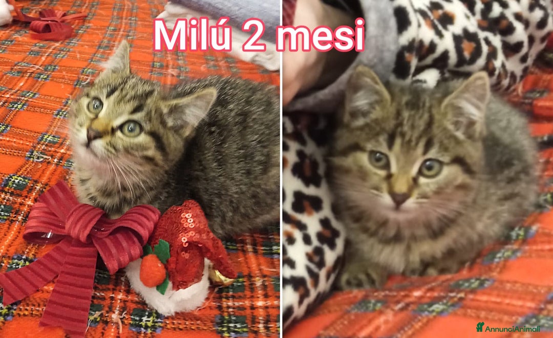 Europeo gatti in regalo: SERVONO ADOZIONI PER SALVARLI  - Annuncio 7