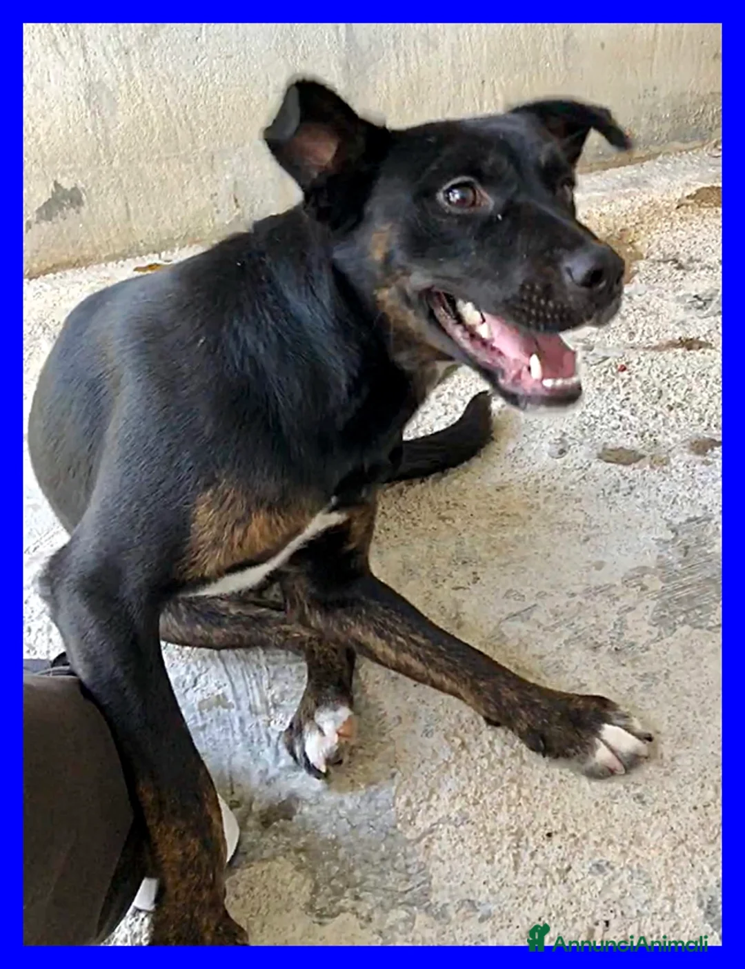 Meticcio cani in regalo: TOBY dolcissimo coccolone - Annuncio 4