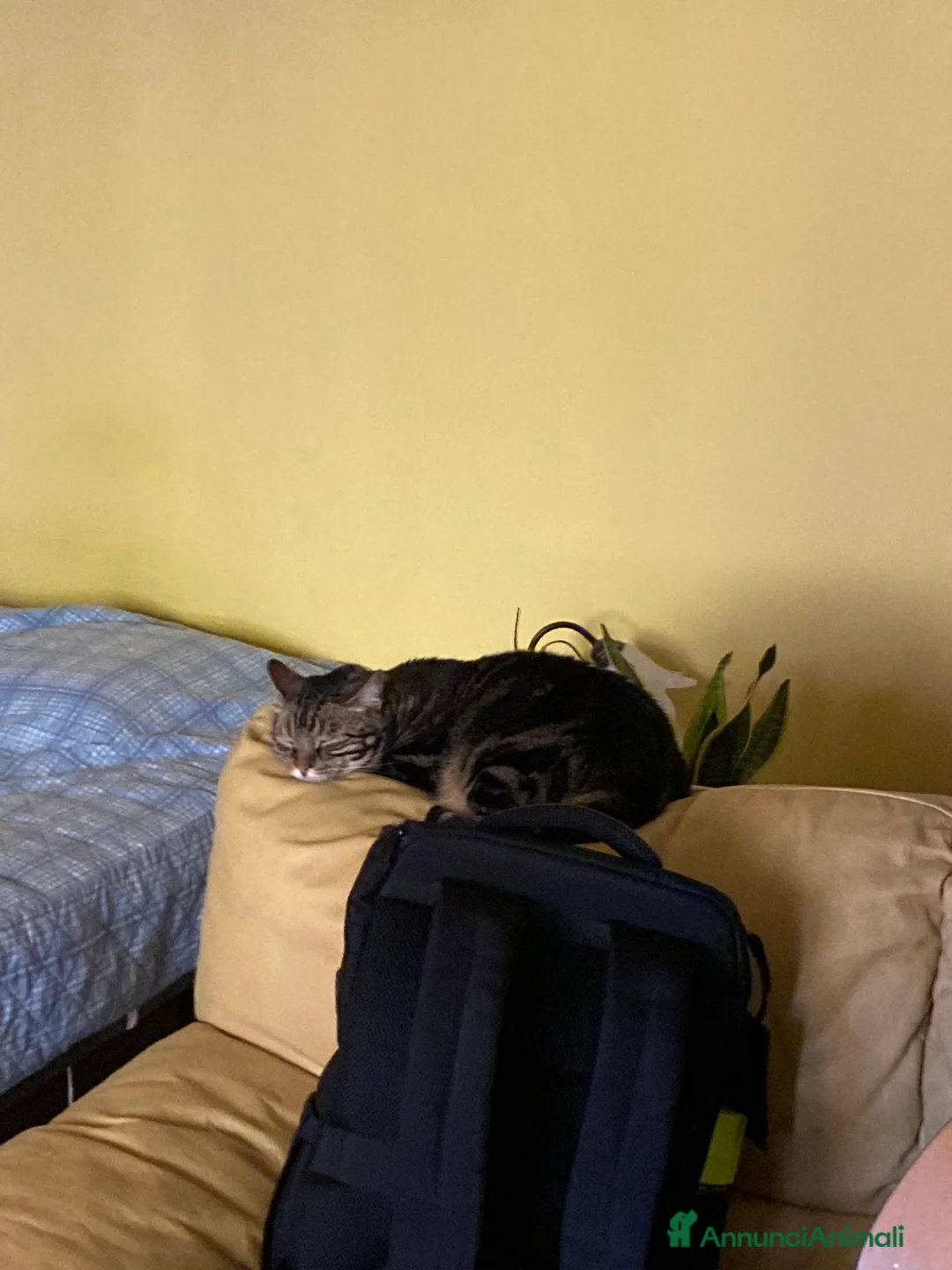 Europeo gatti in regalo: Gatto maschio adulto (sterilizzato) - Annuncio 8