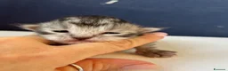 Siberiano gatti in vendita: SIBERIANI GATTINI IPOALLERGENICI - Annuncio 12