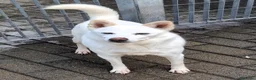 Meticcio cani in regalo: FOX CERCA PERSONA PAZIENTE - Annuncio 3