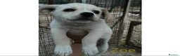 Meticcio cani in regalo: 5 NANETTI DA ADOTTARE a Città Metropolitana di Firenze - Annuncio 11