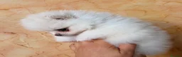 Volpino Pomerania cani in vendita: Cuccioli di Pomerania nano  - Annuncio 28
