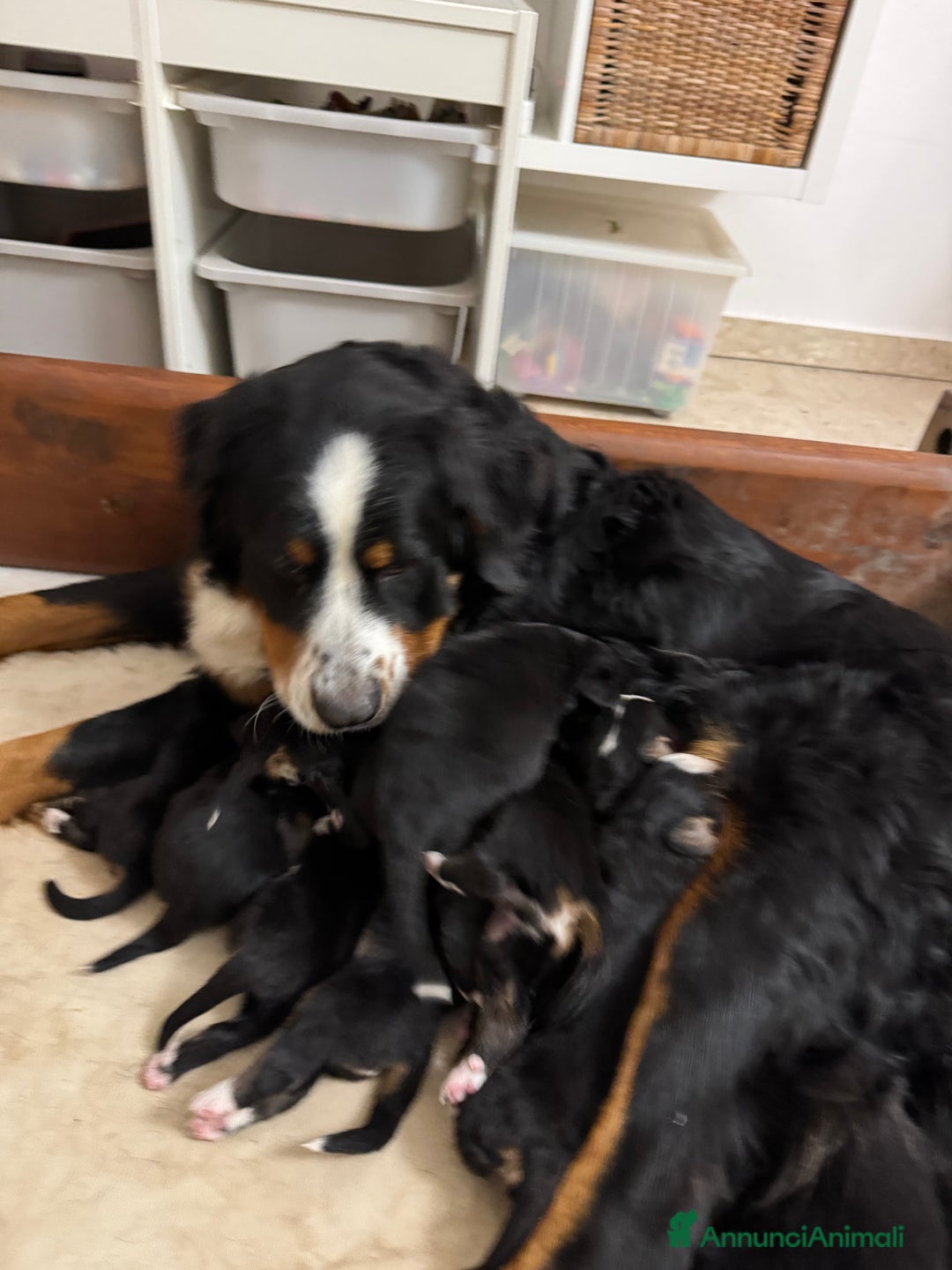 Bovaro del Bernese cani in vendita: Cuccioli Bernese da famiglia (privati) - Annuncio 23