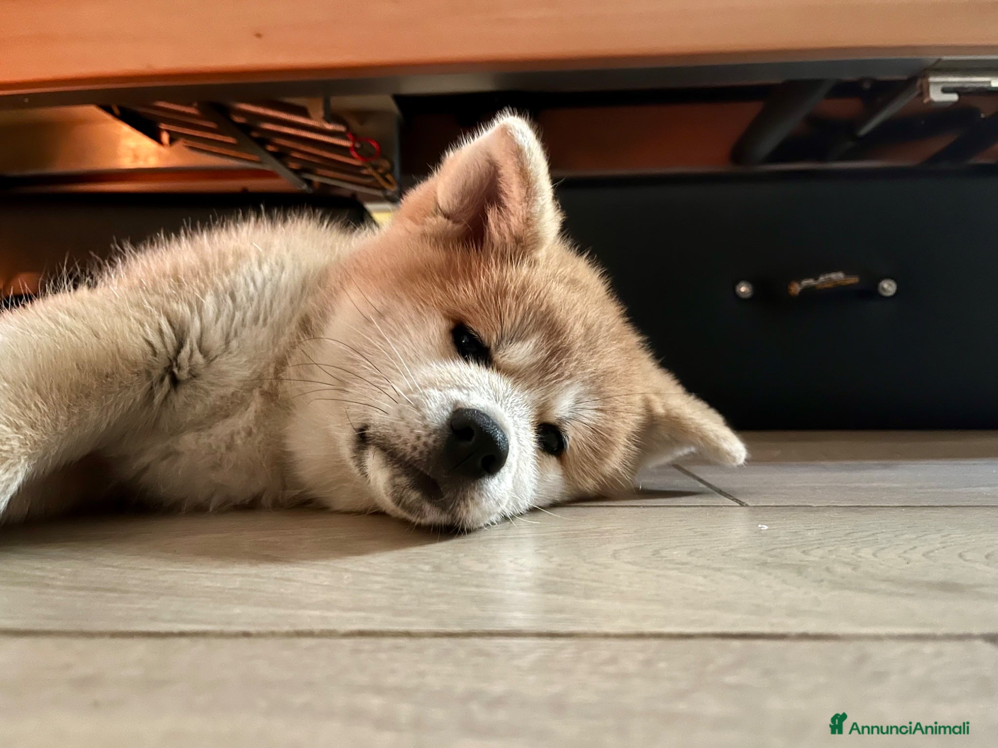 Akita Inu cani Ultima Meravigliosa cucciola fulva  - Annuncio 1