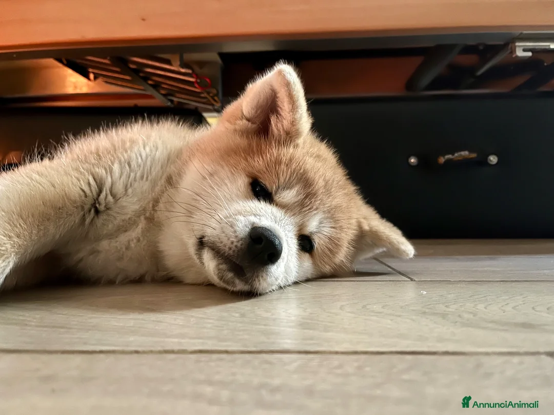 Akita Inu cani in vendita: Ultima Meravigliosa cucciola fulva  - Annuncio 1