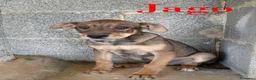 Meticcio cani in regalo: Aron e Jago dolcissimi cuccioli in adozione - Annuncio 5