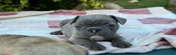 Bulldog Francese cani in vendita: Cuccioli bulldog francese  - Annuncio 7