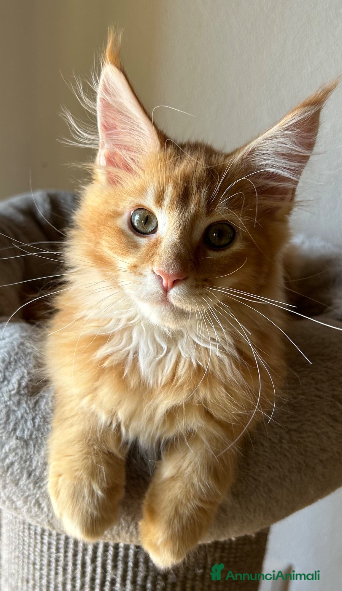 Maine Coon gatti Maine Coon  - Annuncio 14