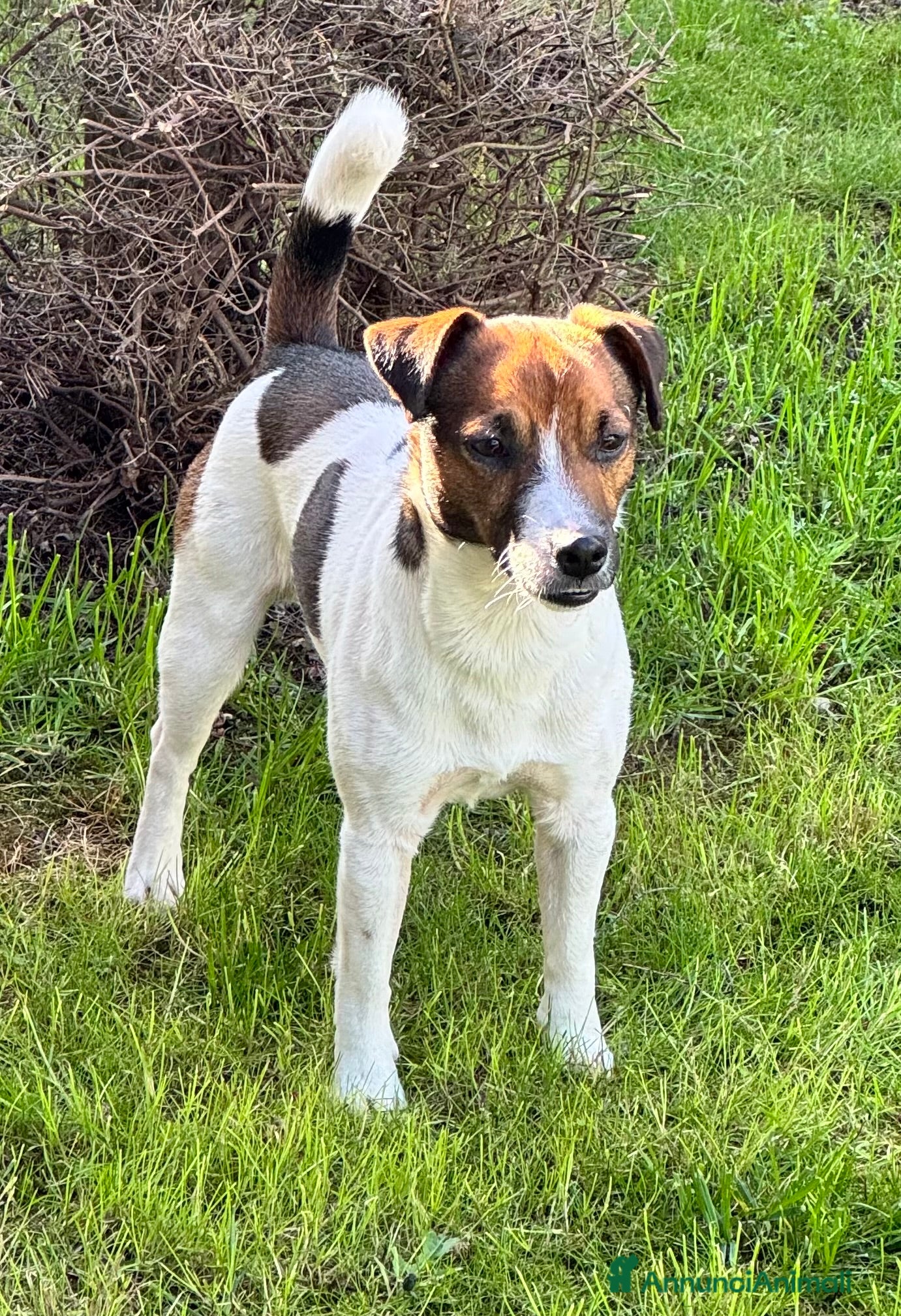 Jack Russell cani Cerco jack russel femmina per accoppiamento - Annuncio 2