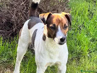 Jack Russell cani Cerco jack russel femmina per accoppiamento - Annuncio 5