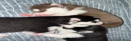 Husky cani in vendita: Cuccioli di husky  a Provincia di Caserta - Annuncio 3