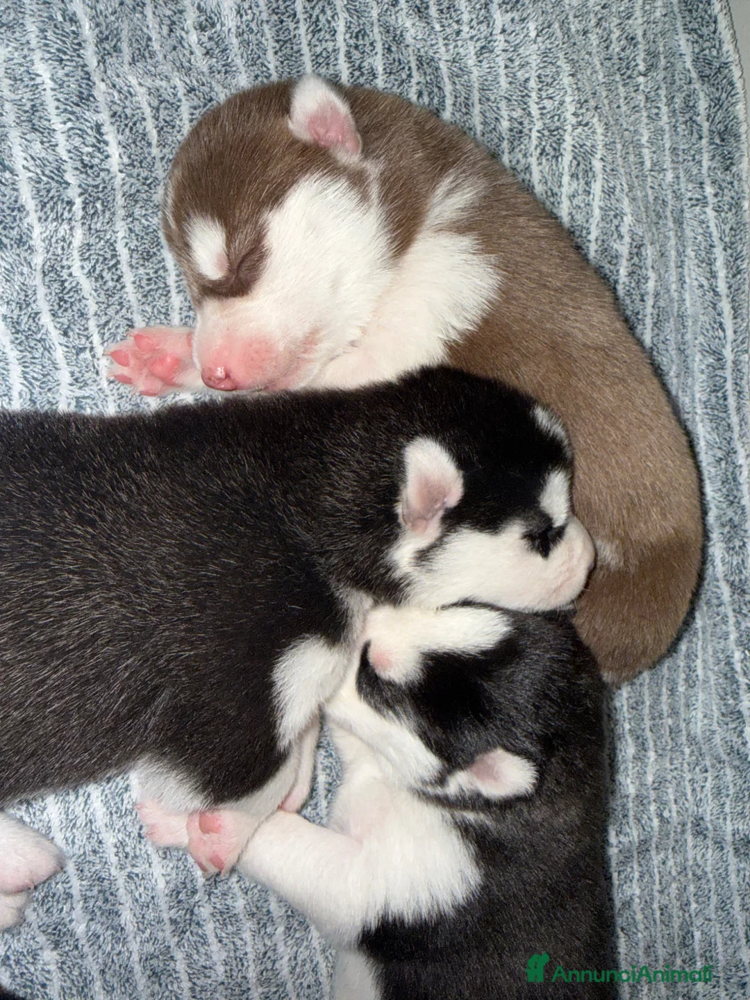 Husky cani in vendita: Cuccioli di husky  a Provincia di Caserta - Annuncio 3
