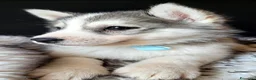 Husky cani in vendita: SIBERIAN HUSKY CUCCIOLATA CON PEDIGREE  - Annuncio 10