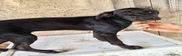 Meticcio cani in regalo: UNA MAMMA PER BLUE a Provincia di Varese - Annuncio 5