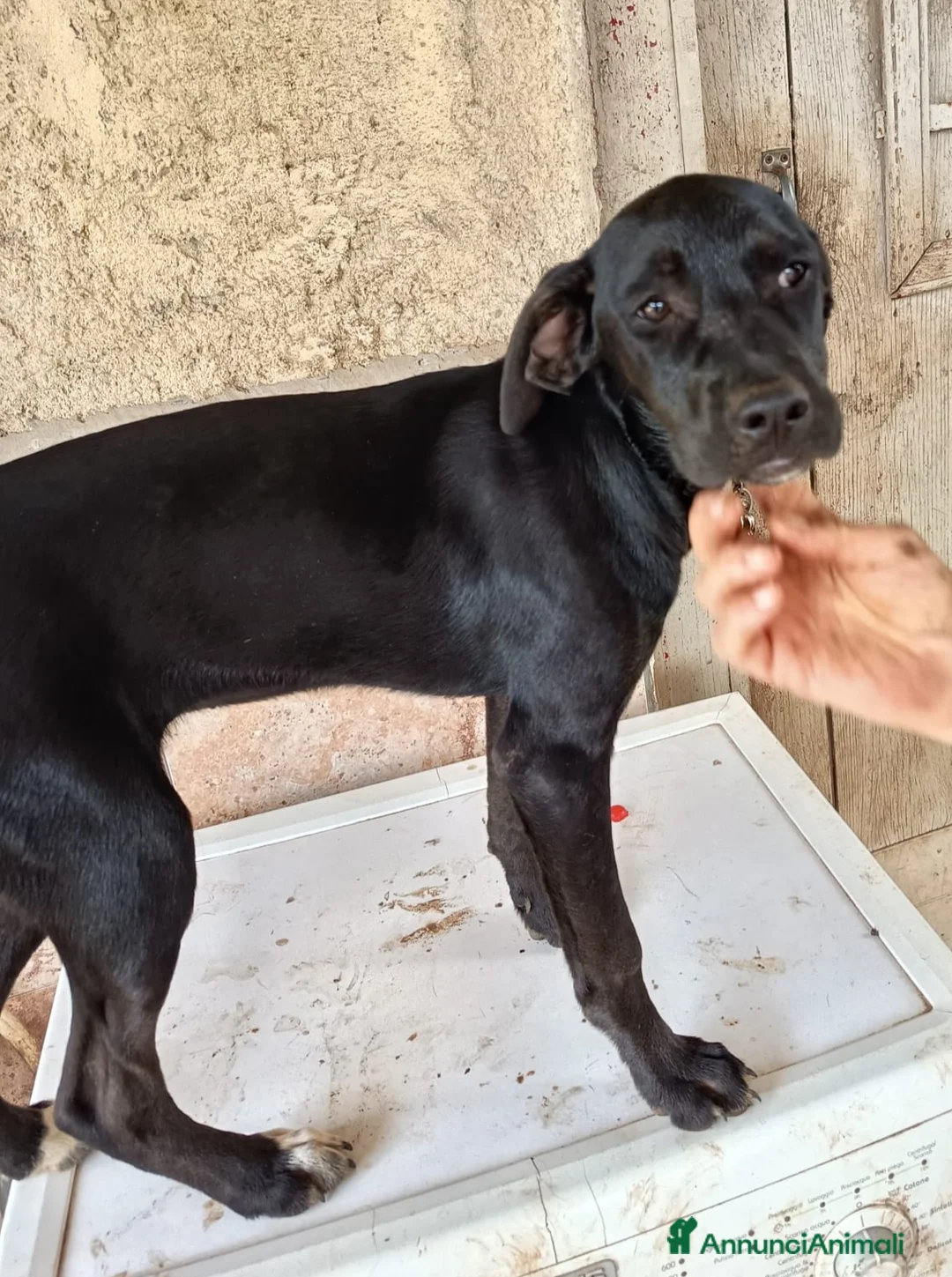 Meticcio cani in regalo: UNA MAMMA PER BLUE a Provincia di Varese - Annuncio 5