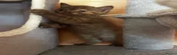 British gatti in vendita: Cuccioli British shorthair Cinnamon  - Annuncio 7
