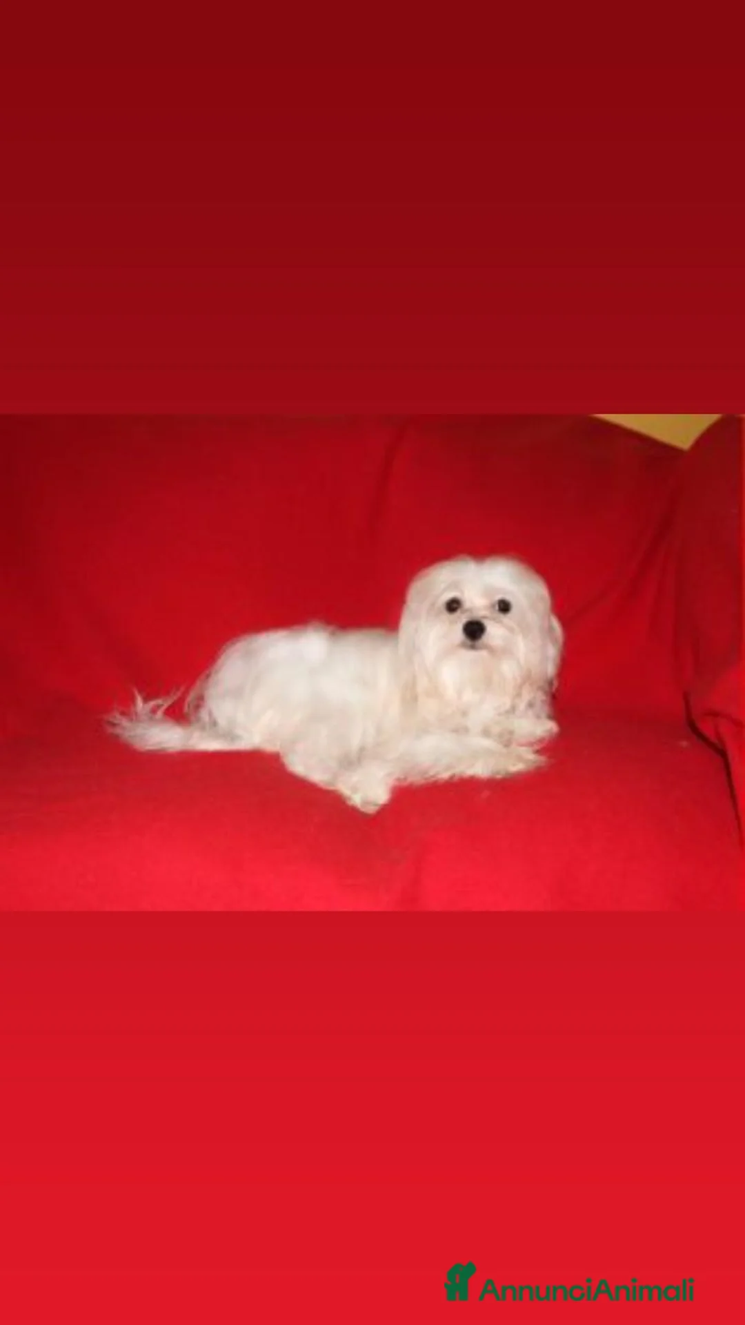 Maltese cani in vendita: MALTESI CUCVIOLI a Provincia di Pavia - Annuncio 2