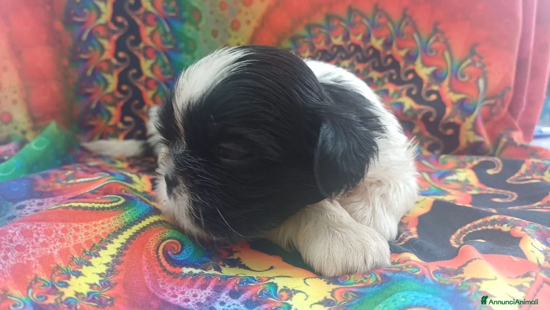 Shih Tzu cani in vendita: Cuccioli shih-tzu shitzu shihtzu con pedigree  - Annuncio 11