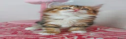 Siberiano gatti in vendita: Cucciolo Siberiano Certificato  - Annuncio 11