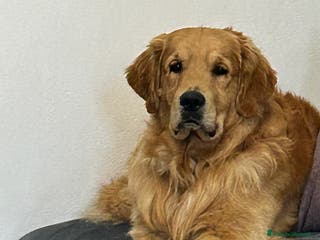 Golden Retriever cani Golden retriver americano per monta - Annuncio 1