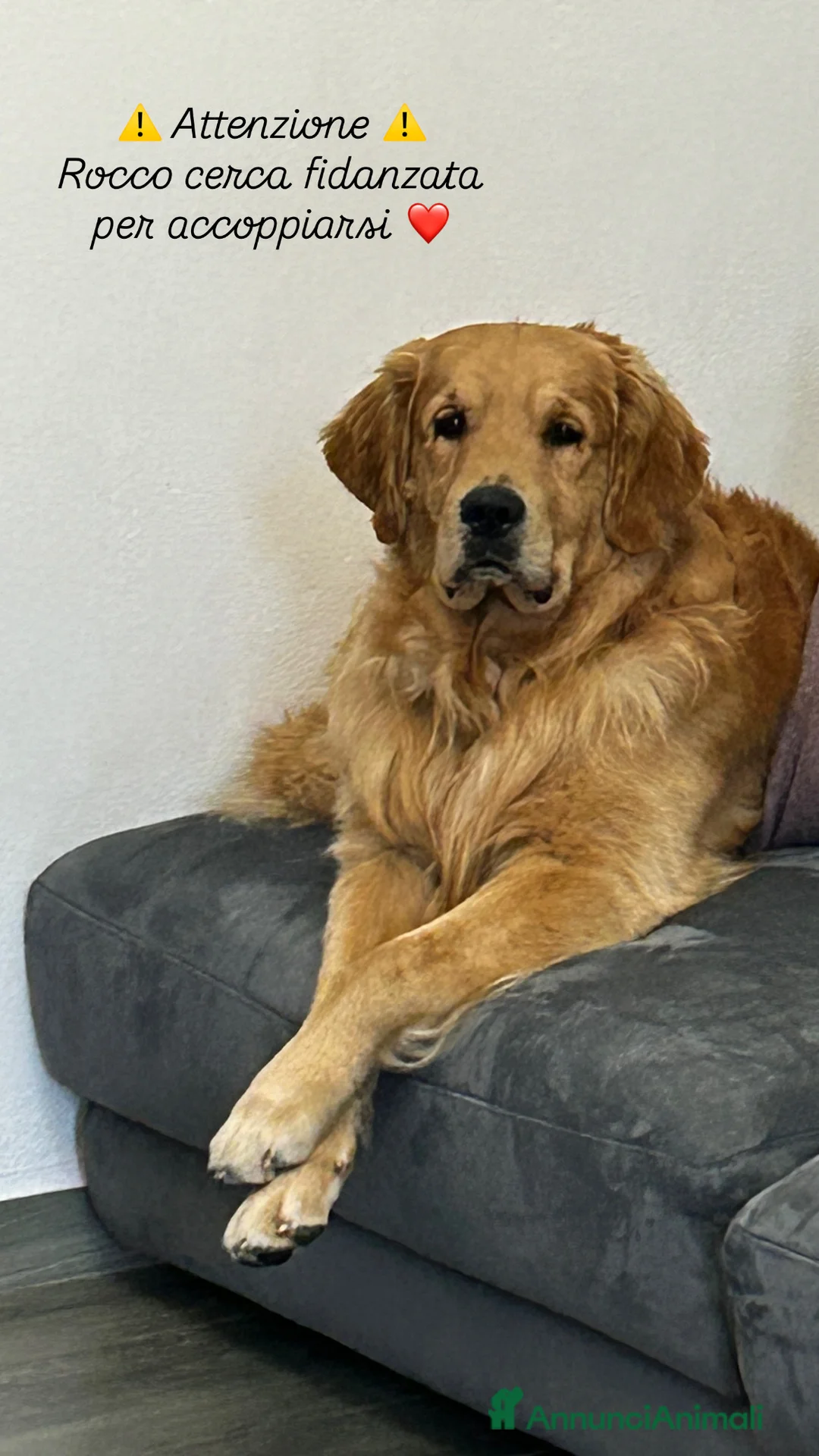 Golden Retriever cani per accoppiamento: Golden retriver americano per monta  - Annuncio 1