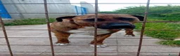 Meticcio cani in regalo: MORGANA superaffettuosa! a Città metropolitana di Milano - Annuncio 2